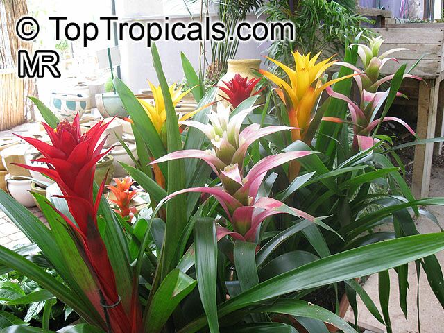 گازمانیا وِلا